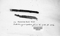 Diplodia pyrenophora image